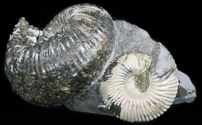 Cadoceras Ammonite Cluster - Russia #34632